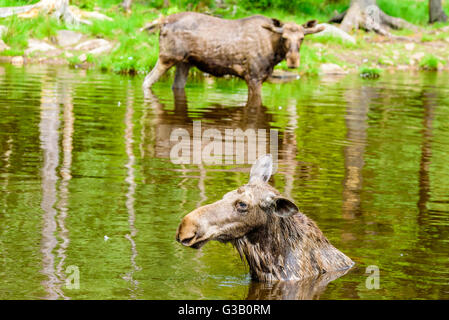 Elch (Alces Alces). Portrait einer Kuh im Wasser hautnah. Ein Stier steht im Hintergrund sah sie an. Fokus auf clos Stockfoto