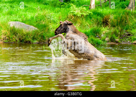 Elch (Alces Alces). Ein Stier ist eine verspielte Zeit im Waldsee plantschen haben. Stockfoto
