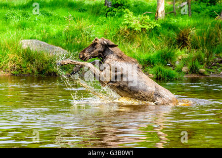 Elch (Alces Alces). Ein Stier ist eine verspielte Zeit im Waldsee plantschen haben. Stockfoto