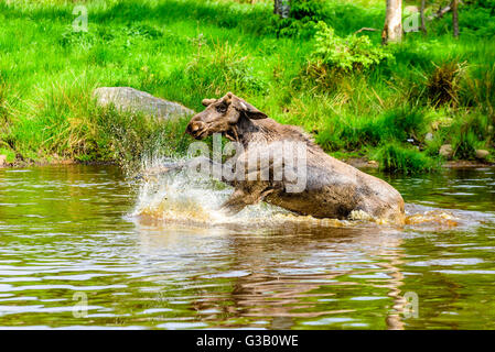 Elch (Alces Alces). Ein Stier ist eine verspielte Zeit im Waldsee plantschen haben. Stockfoto