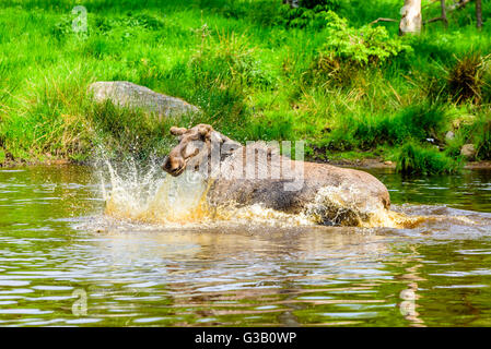 Elch (Alces Alces). Ein Stier ist eine verspielte Zeit im Waldsee plantschen haben. Stockfoto