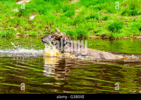 Elch (Alces Alces). Ein Stier ist eine verspielte Zeit im Waldsee plantschen haben. Stockfoto