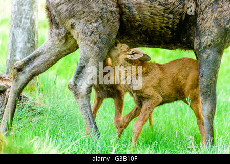 Elch (Alces Alces). Nahaufnahme von Twin Kälber ihrer Mutter gesäugt. Stockfoto