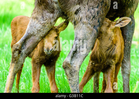 Elch (Alces Alces). Nahaufnahme von Twin Kälber ihrer Mutter gesäugt. Stockfoto