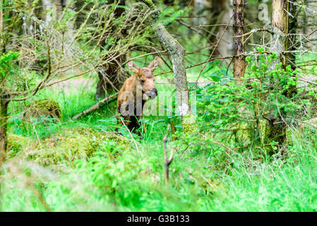 Elch (Alces Alces). Ein zwei Tage alten Kalb im Wald mit einem schlammigen Schnauze und Körper nach einem kurzen Besuch in einem nahe gelegenen Matsch Graben. Stockfoto