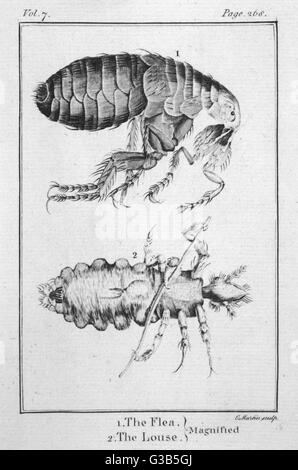 Laus, die man durch das Robert-Hooke-Mikroskop sieht Stockfoto