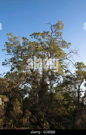 The Nature Conservancy, Kona Hema bewahren, Honomalino, South Kona, Hawaiis Big Island Stockfoto