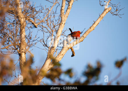 Apapane im Baum, The Nature Conservancy, Kona Hema zu bewahren, Honomalino, South Kona, Hawaiis Big Island Stockfoto