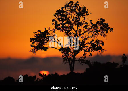 Silhouette des ' Ohia Baum bei Sonnenuntergang The Nature Conservancy, Kona Hema zu bewahren, Honomalino, South Kona, Hawaii Island Stockfoto