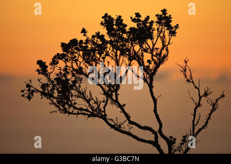 Silhouette des ' Ohia Baum bei Sonnenuntergang, The Nature Conservancy, Kona Hema zu bewahren, Honomalino, South Kona, Hawaiis Big Island Stockfoto