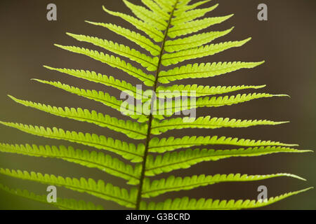 Nahaufnahme von Farnen, The Nature Conservancy, Kona Hema zu bewahren, Honomalino, South Kona, Hawaiis Big Island Stockfoto