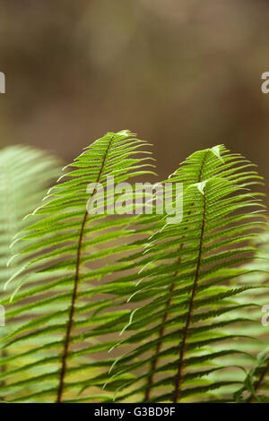 Nahaufnahme von Farnen, The Nature Conservancy, Kona Hema zu bewahren, Honomalino, South Kona, Hawaiis Big Island Stockfoto