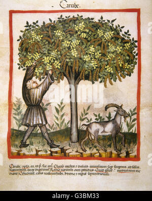 Tacuinum Sanitatis. 14. Jahrhundert. Mittelalterliche Handbuch der Gesundheit. Johannisbrot. Folio 14v.