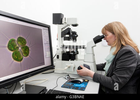 Biologe an der inversen Mikroskop. Stockfoto