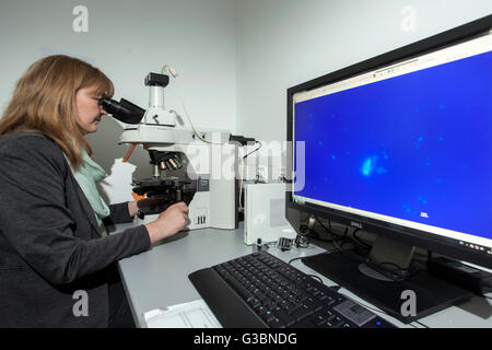 Wissenschaftlicher Mitarbeiter am ein Fluoreszenzmikroskop. Stockfoto