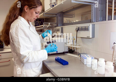 Wissenschaftlicher Mitarbeiter am ein Benchtop-Homogenisator für Zelle lyse von DNA, RNA und Proteine. Stockfoto