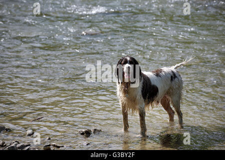 Englisch Springer Spaniel stehend in einem Fluss nass Stockfoto