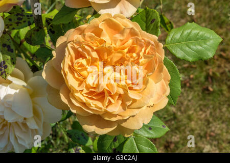 Einzelne gelbe Rosenblüte Stockfoto