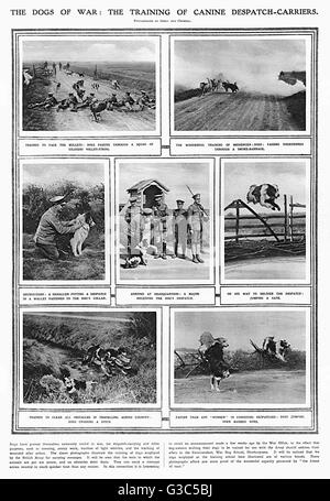 Eine Seite aus der Illustrated London News illustrieren die Arbeit der britischen Krieg Hundeschule an Shoeburyness auf der Küste von Essex in Ausbildung Hunde, boten an der Front während des ersten Weltkriegs zu werden.  Die Schule, die später in den New Forest in verschoben Stockfoto