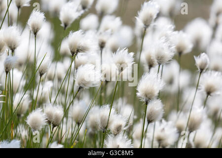 Hares-Tail Wollgras im Wind auf der Spitze eines fiel im Swaledale, The Yorkshire Dales, England. Stockfoto