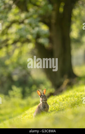 Kaninchen am Ufer des Flusses Swale bei Reeth im Swaledale, The Yorkshire Dales, UK, Juni 2016 Stockfoto