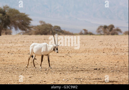 Oryx Gazella in der Wüste von Eilat Stockfoto