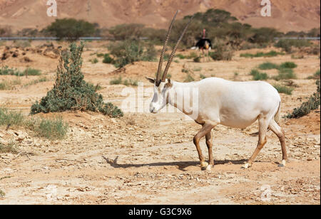 Oryx Gazella in der Wüste von Eilat Stockfoto