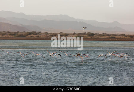 Flamingos sind vor dem Hintergrund der Berge in Eilat fliegen. Stockfoto