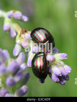 Zwei Chrysolina Americanas, gemeinsamen Namen Rosmarin Käfer, Fütterung auf die Blume eines ihrer Wirtspflanzen, Lavendel (Lavendula). Stockfoto