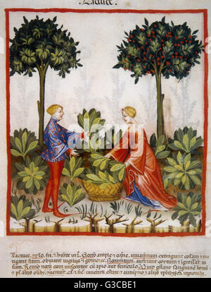 Tacuinum Sanitatis. 14. Jahrhundert. Mittelalterliche Handbuch der Gesundheit. Salat. Folio 29r.