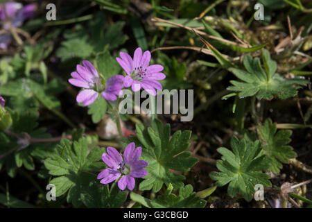 Geranium Molle, Dove-Fuß des Krans-Bill, wächst in einer Hecke in Surrey, UK. Juni. Stockfoto