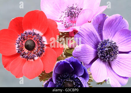 Gemischte Anemone Blumen. Stockfoto