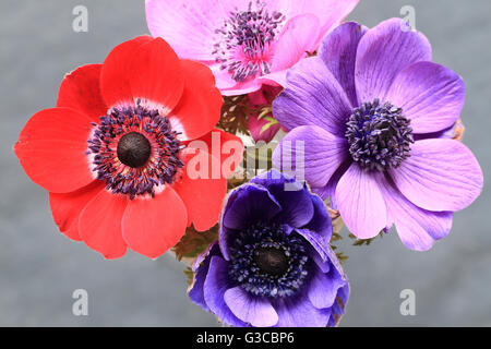 Gemischte Anemone Blumen. Stockfoto
