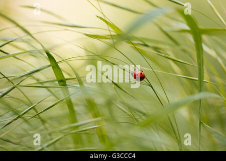 Rote kleine Marienkäfer sitzen auf dem grünen Rasen Stockfoto