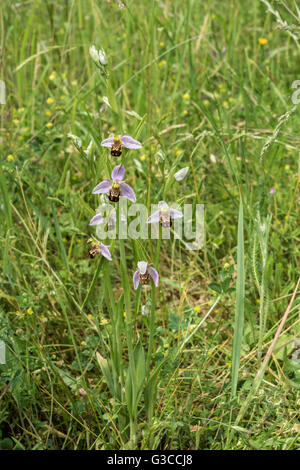 Ophrys Apifera, Biene Orchidee wachsen auf Kreide Downland, Surrey, UK. Mai. Stockfoto