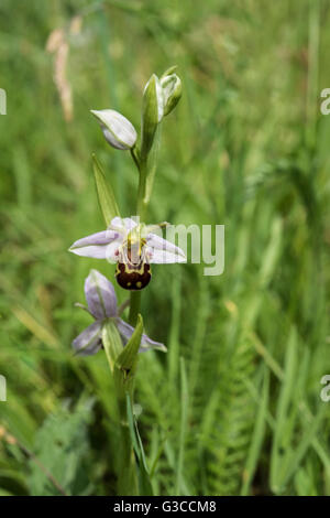 Ophrys Apifera, Biene Orchidee wachsen auf Kreide Downland, Surrey, UK. Mai. Stockfoto
