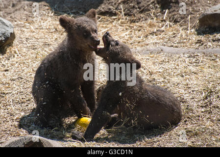 Zwei Braunbären Cibs spielen in Skansen, Stockholm. Stockfoto