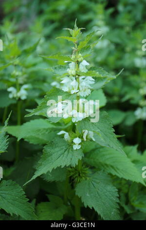 Lamium Album, gemeinhin als weiße Nessel oder weißen Toten-Brennnessel Stockfoto