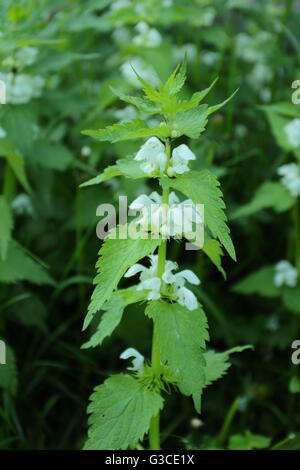 Lamium Album, gemeinhin als weiße Nessel oder weißen Toten-Brennnessel Stockfoto