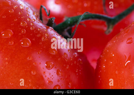 Tomaten in der Makrofotografie Stockfoto