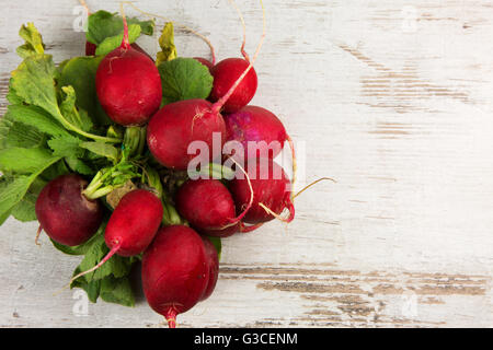 Handvoll frische Radieschen auf einem weißen, alte hölzerne Hintergrund mit dem leeren Raum für mögliche Text auf der rechten Seite. Horizontale, flache Spitze Stockfoto