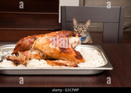 Tabby Katze lecken mit gebratenen Truthahn Stockfoto