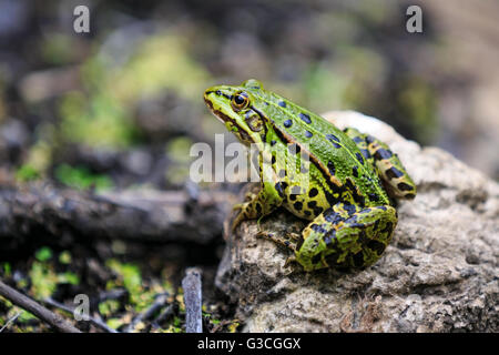 Frosch auf einem Stein sitzend Stockfoto