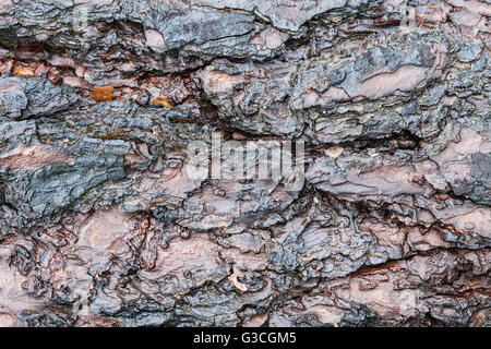 Makro-Fotografie von Holz, abstrakten Hintergrund Stockfoto