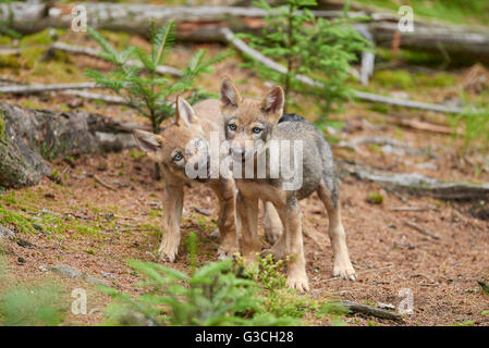 Eurasischen wolf, Canis Lupus Lupus, Jungtier, seitlich, frontal Stockfoto