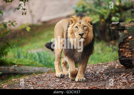 Asiatischen Löwen, Panthera Leo Persica, Männlich, Kopf, Blick in die Kamera Stockfoto