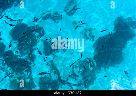 FISCHE SCHWIMMEN IM KLAREN WASSER VOR DER KÜSTE VON MALTA Stockfoto