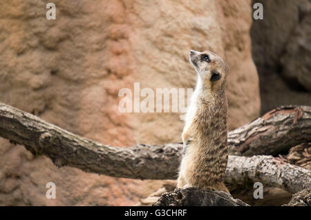 Sitzen auf Stamm, Suricata Suricatta Erdmännchen Stockfoto