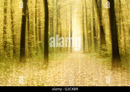 Buntes Laub auf einem Wanderweg durch Laubwald im Herbst, abstrakte Studie [M], Farbe und Kontrast digital verändert, Filmkorn sichtbar Stockfoto