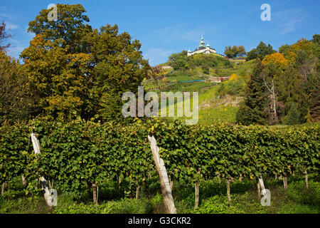 Die Spitzhaus oberhalb der Weinberge in Radebeul bei Dresden Stockfoto